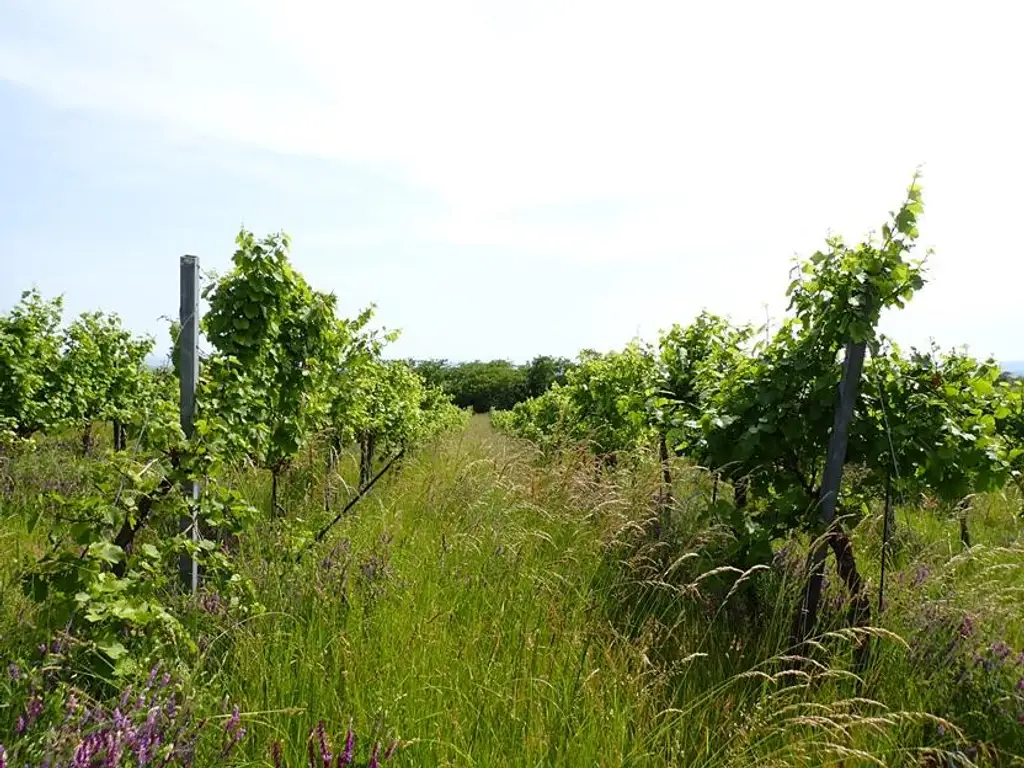 SELTENE GELEGENHEIT: WEINGÄRTEN IN ENGELMANNSBRUNN, FELS AM WAGRAM, RUPPERSTHAL UND THÜRNTHAL - WEINGARTEN, LANDWIRTSCHAFTLICHE FLÄCHE