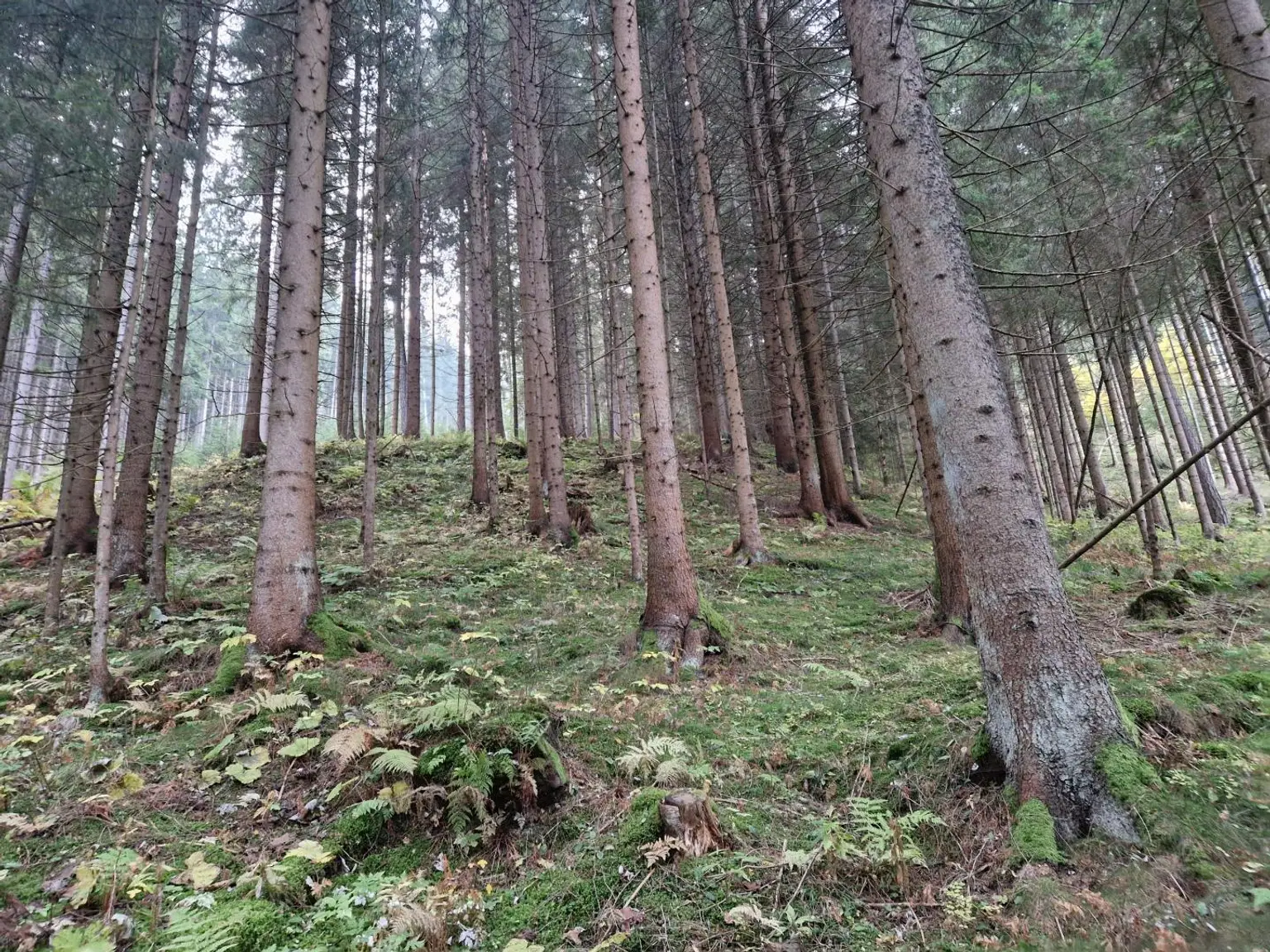 Zusammenhängende, ca. 2,35 ha große Waldfläche in Weitenbach bei Reichenfels im Lavanttal