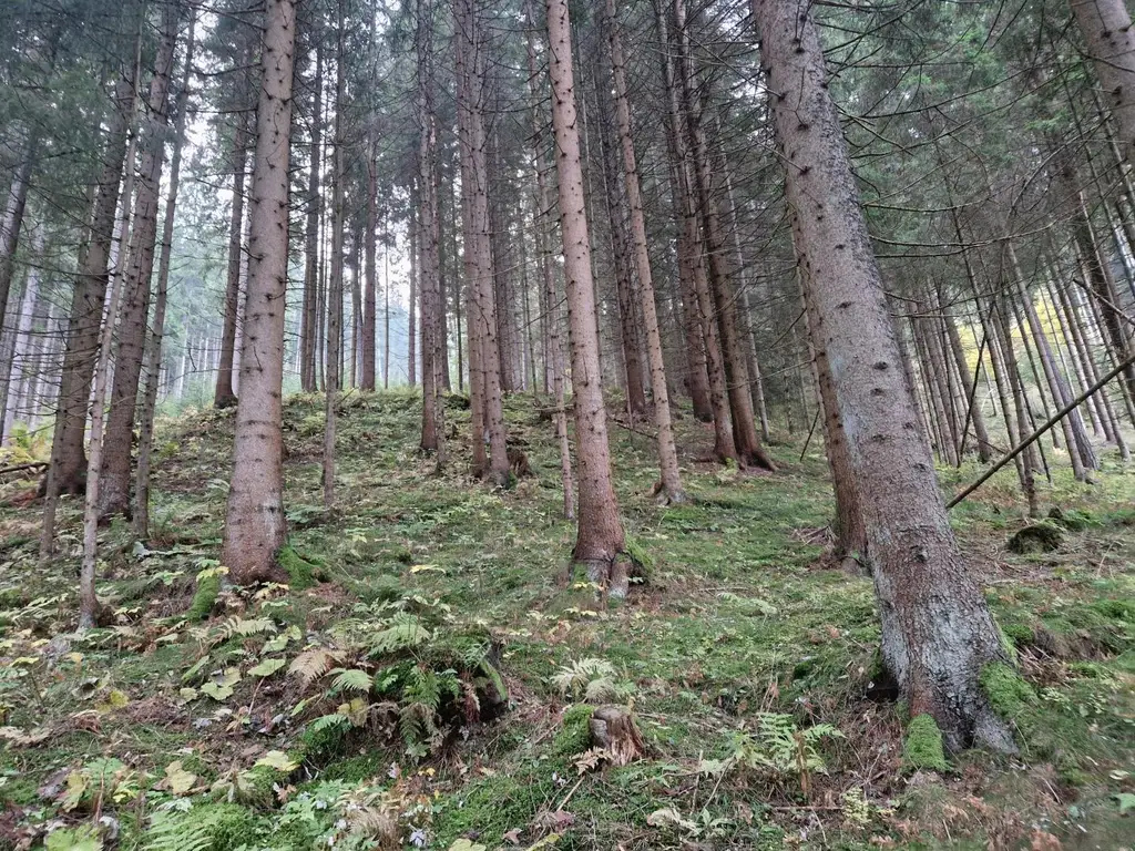 Zusammenhängende, ca. 2,35 ha große Waldfläche in Weitenbach bei Reichenfels im Lavanttal