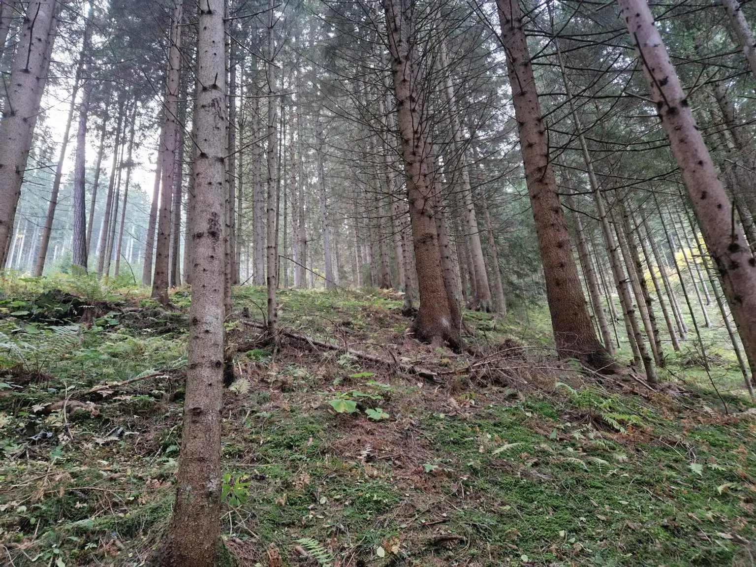 Zusammenhängende, ca. 2,35 ha große Waldfläche in Weitenbach bei Reichenfels im Lavanttal