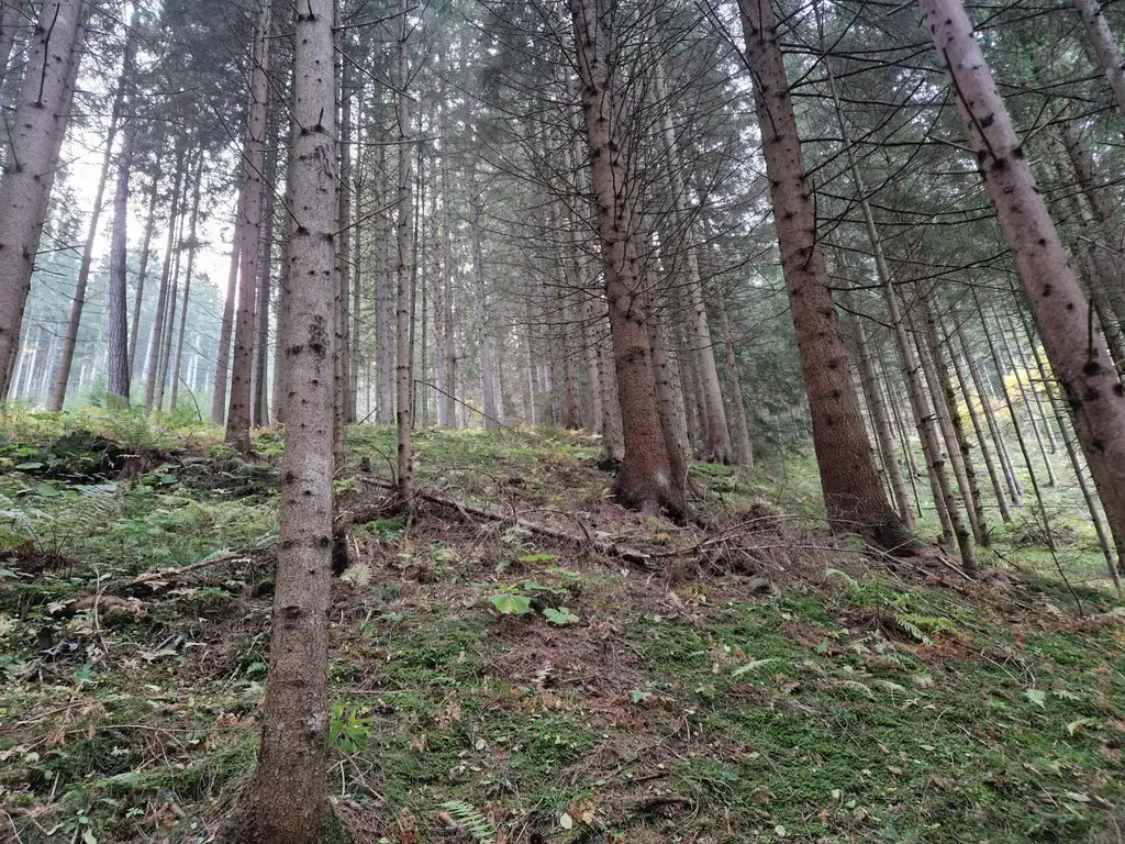 Zusammenhängende, ca. 2,35 ha große Waldfläche in Weitenbach bei Reichenfels im Lavanttal