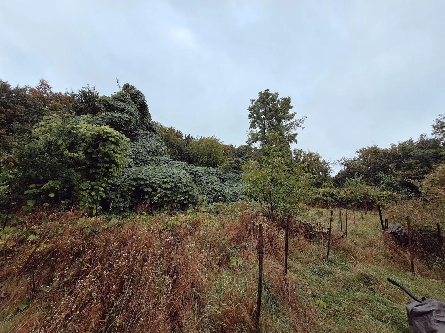 Garten 1