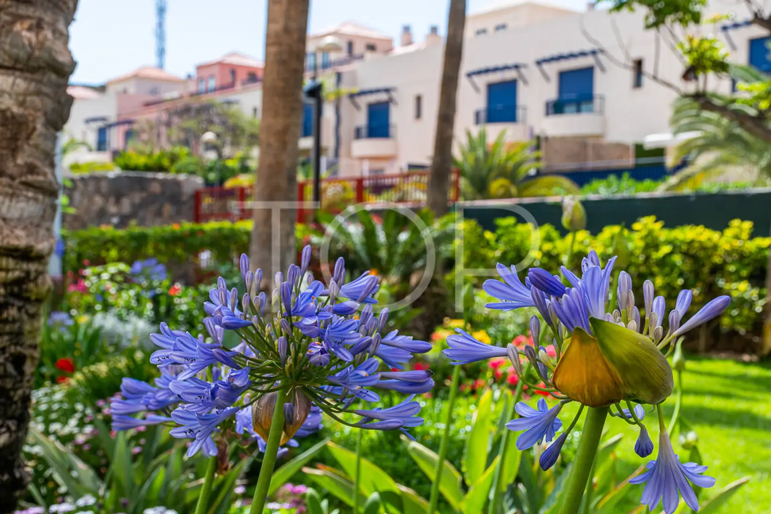 Los-Blandros-Tenerife (4)