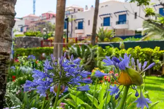 Los-Blandros-Tenerife (4)