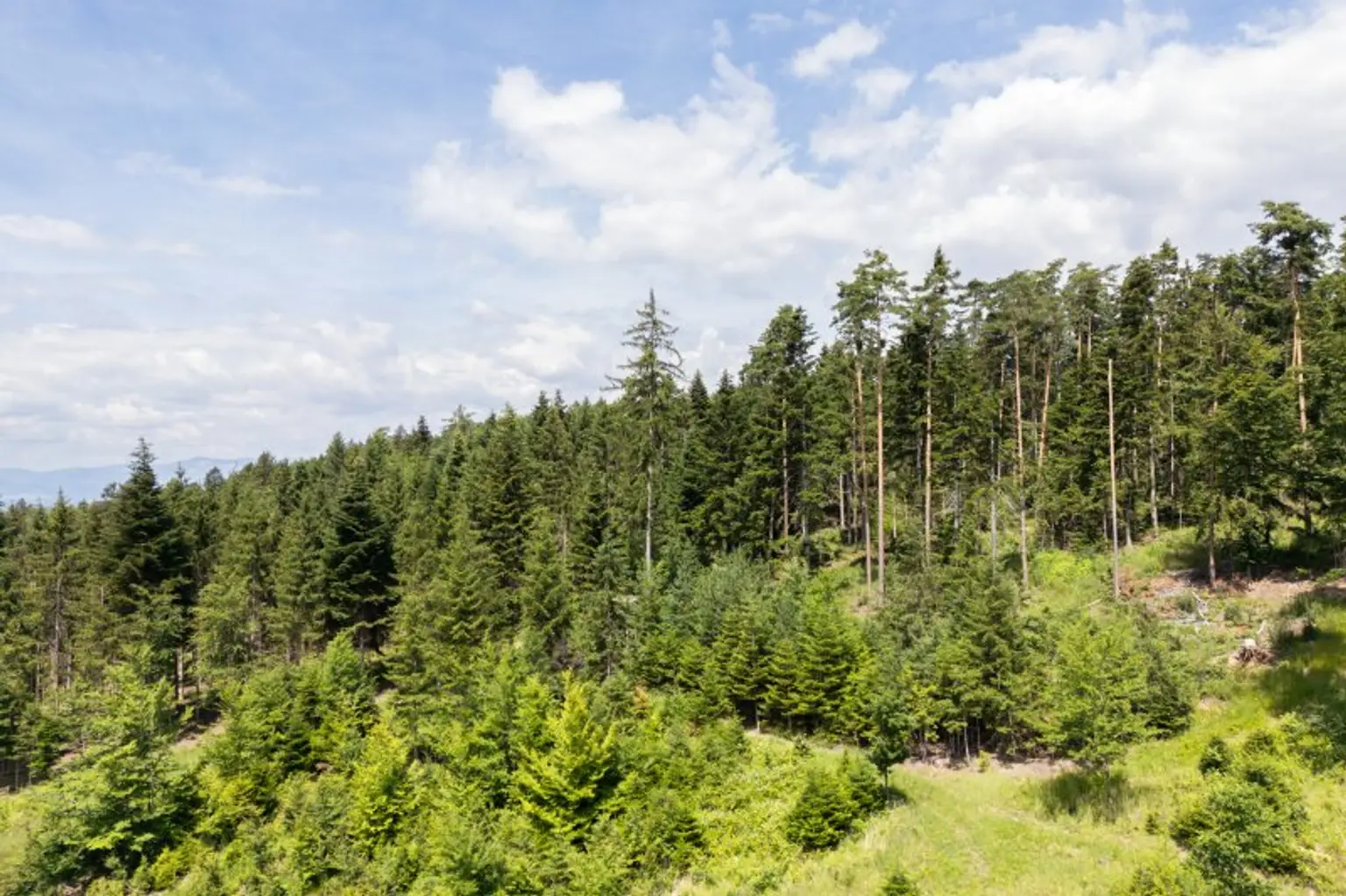 Zweischichtiger Bestand