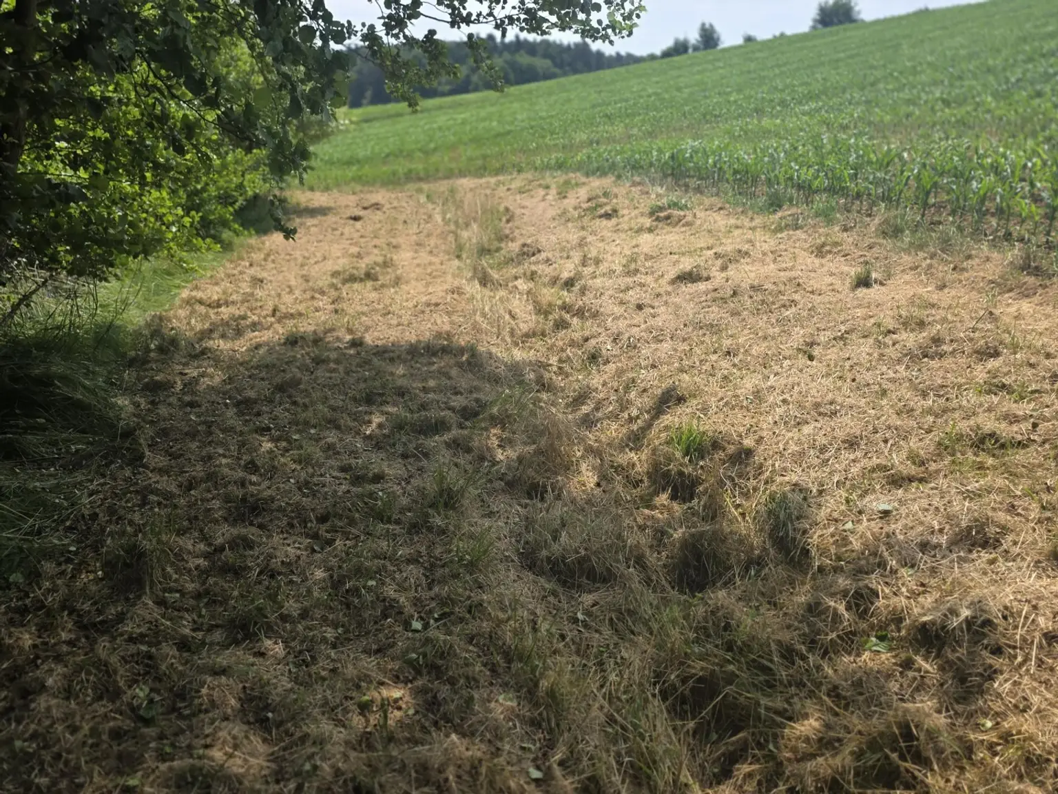 Bauernhaus (stark sanierungsbedürftig) mit viel Grund und kleinem Teich