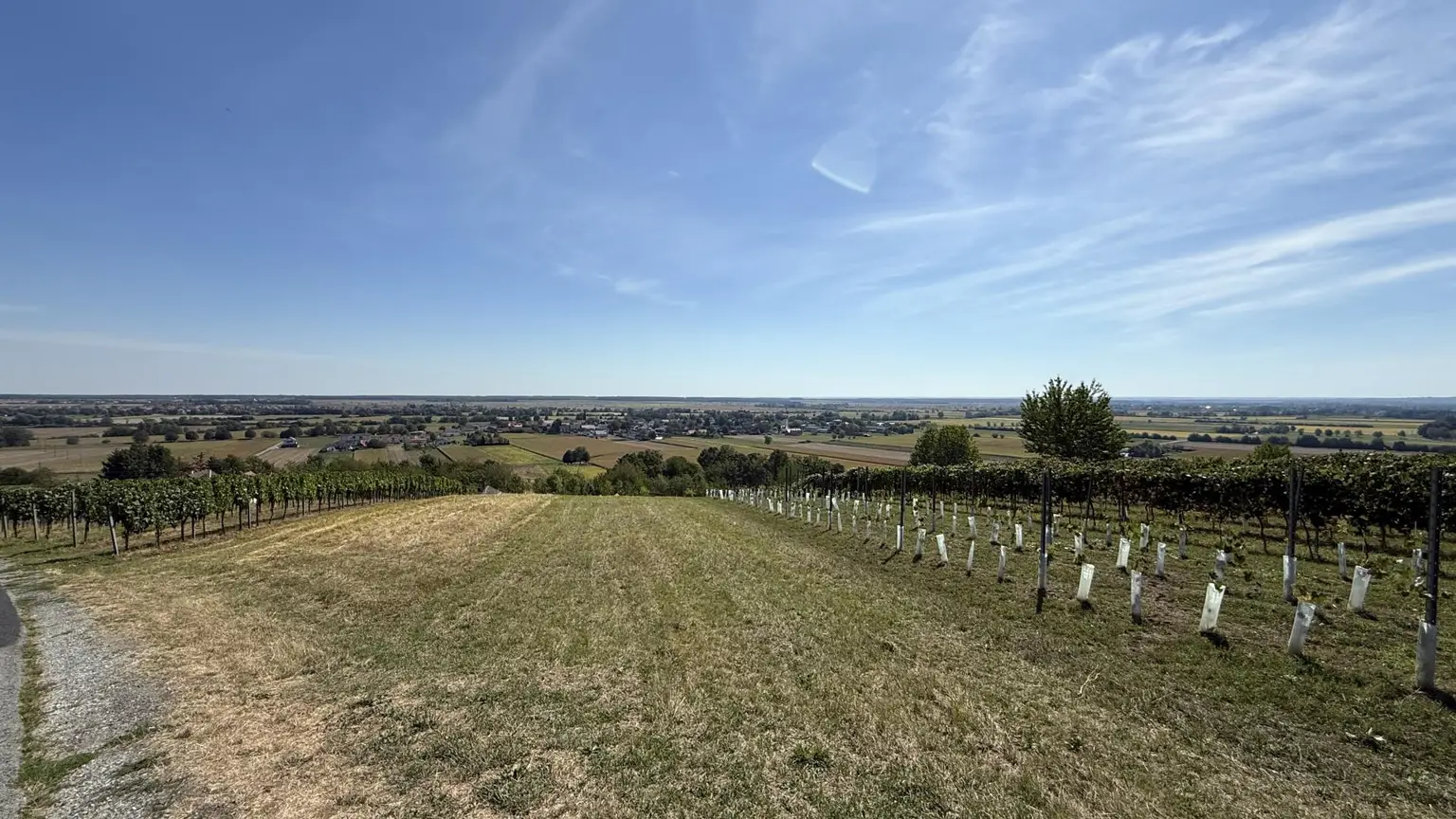 Fernblick