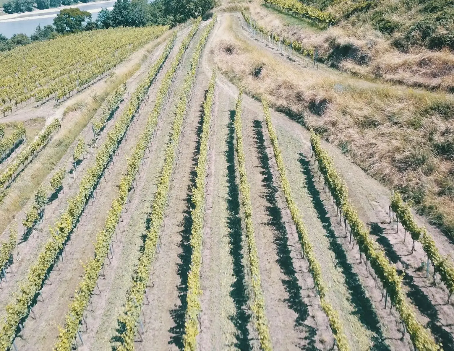 Wachau Weingarten in Top Lage