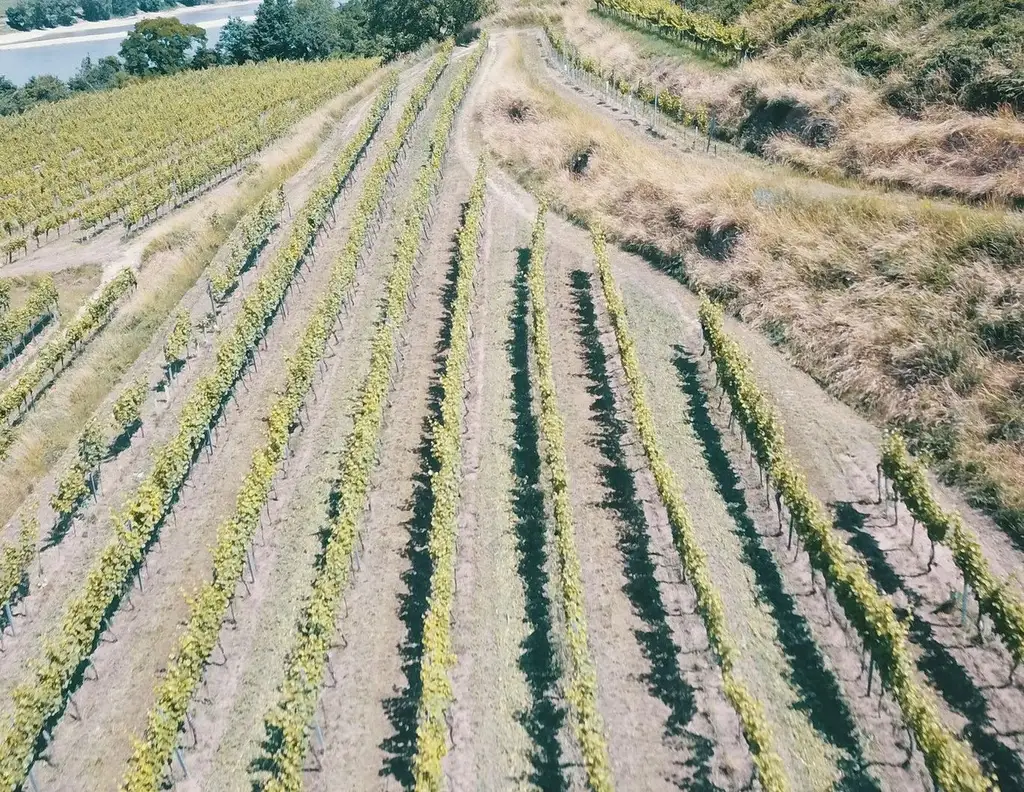 Wachau Weingarten in Top Lage