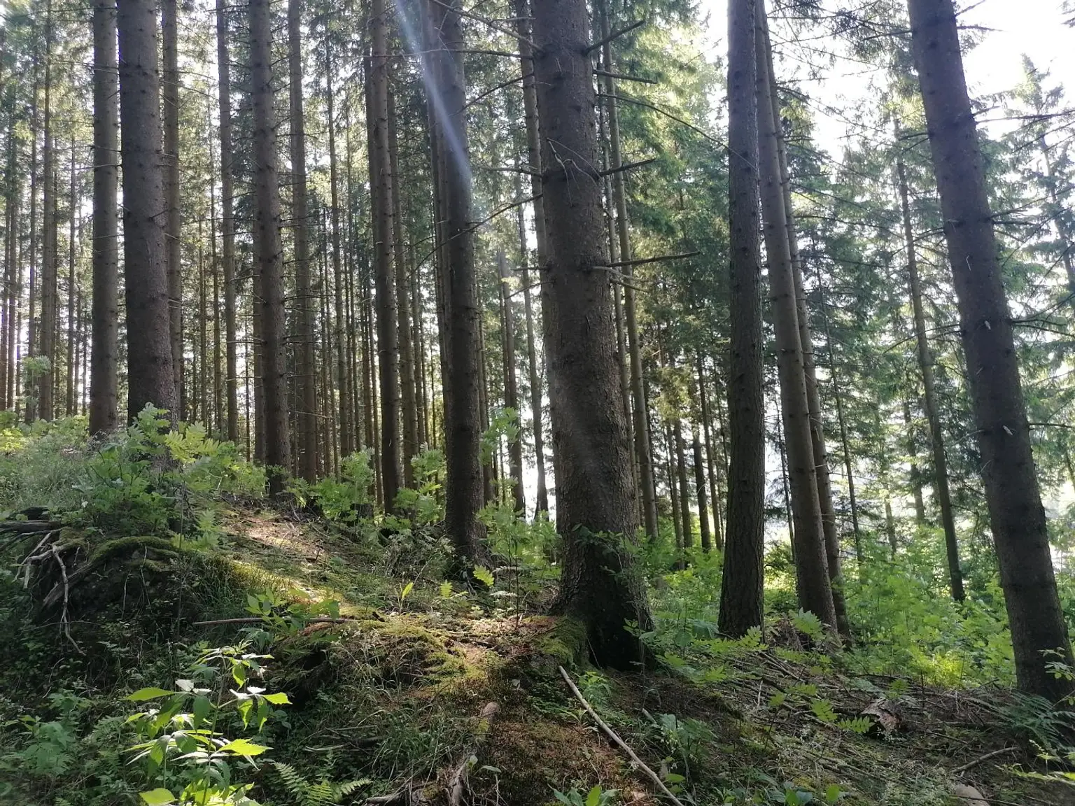 Wald in Steinhaus