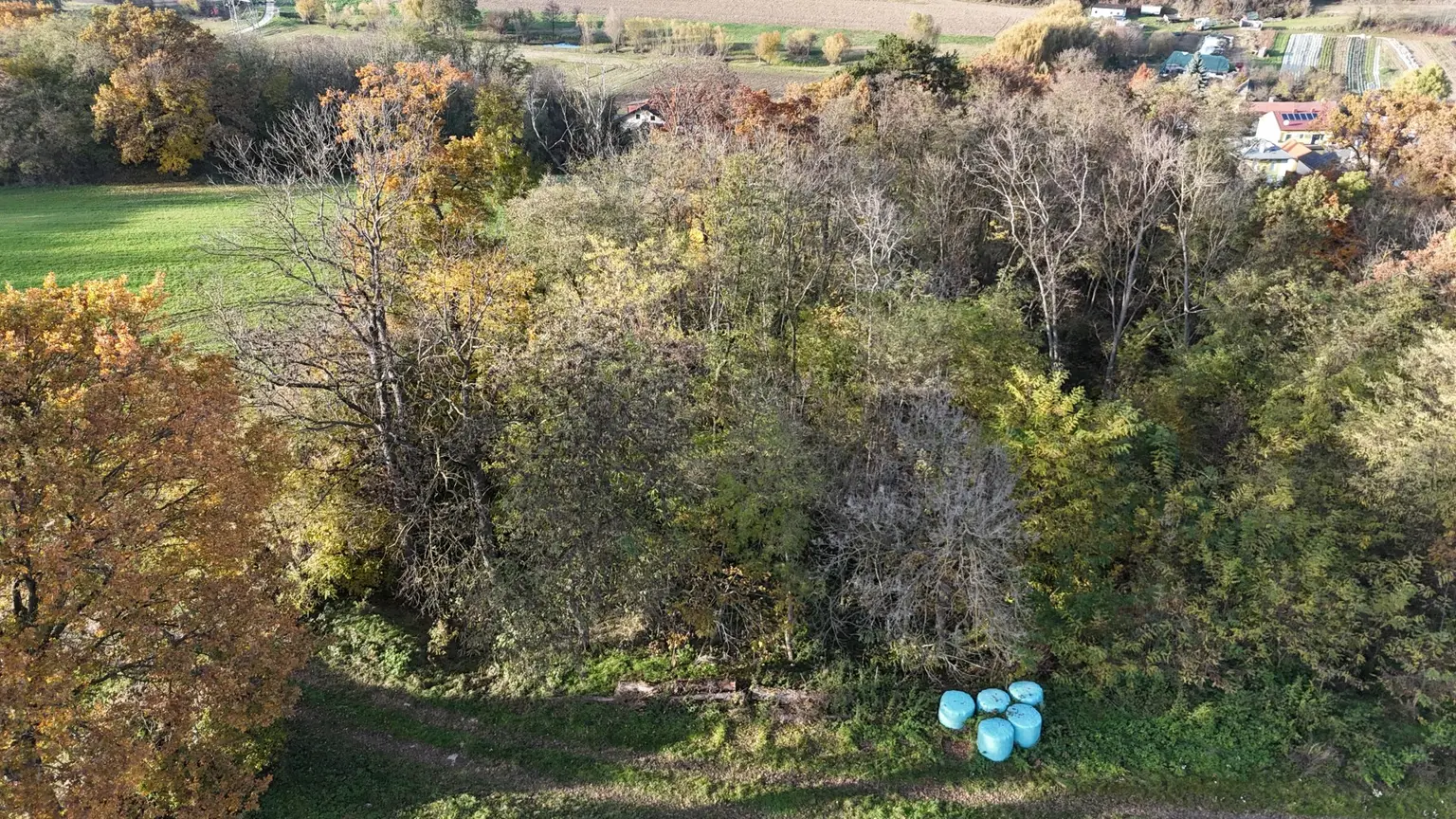 "Jahrhundertwende Stilhaus mit Wald"