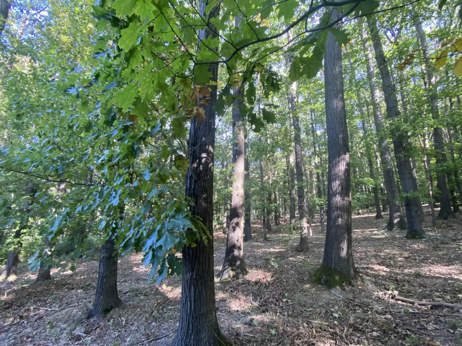 36 Wald
