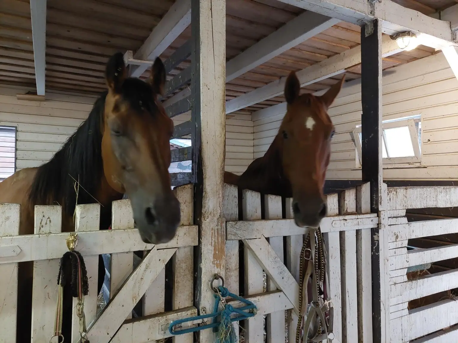 Stallung mit Bewohnern