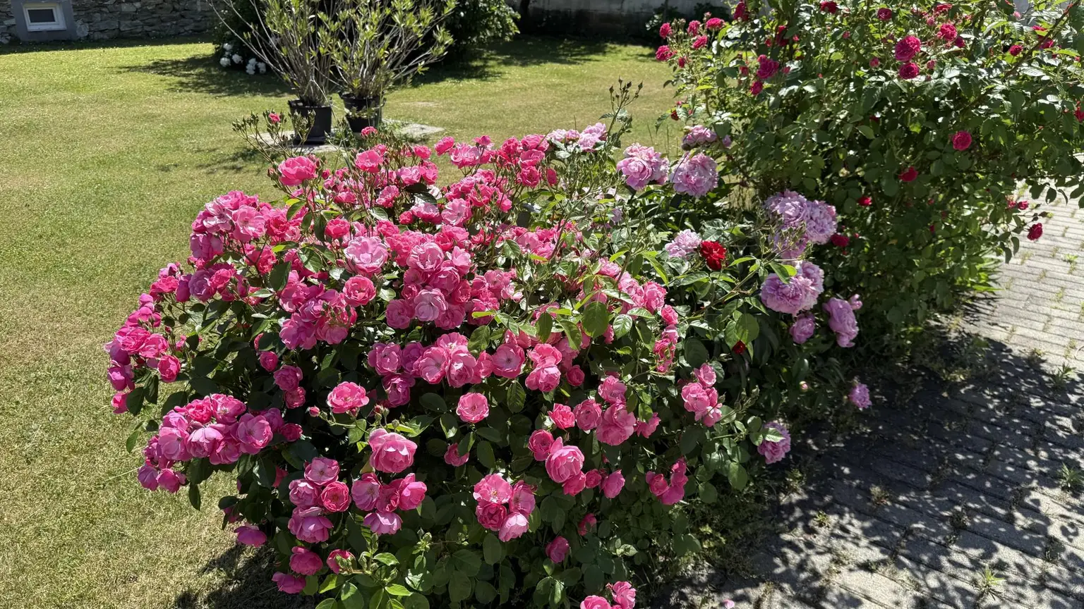 Rosen