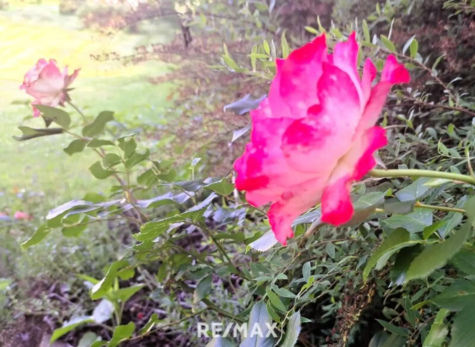 hier blüht 'Nostalgie'