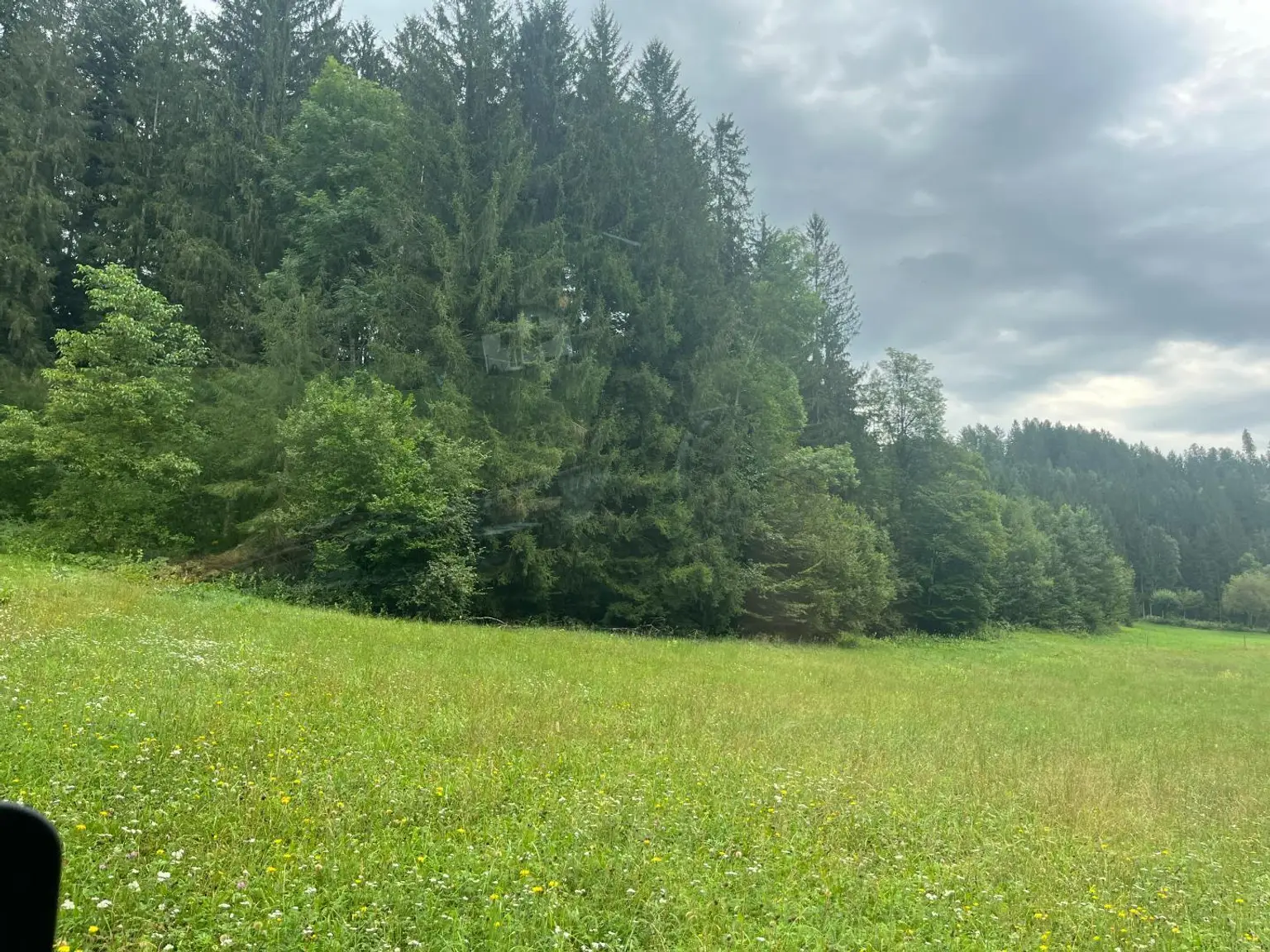 Wiesenfläche