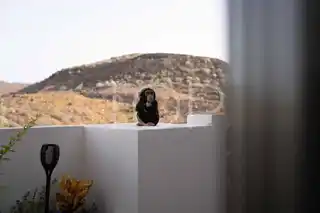 Jardines-de-Los-Menceyes-Penthouse-Mono-Palm-Mar-Tenerife