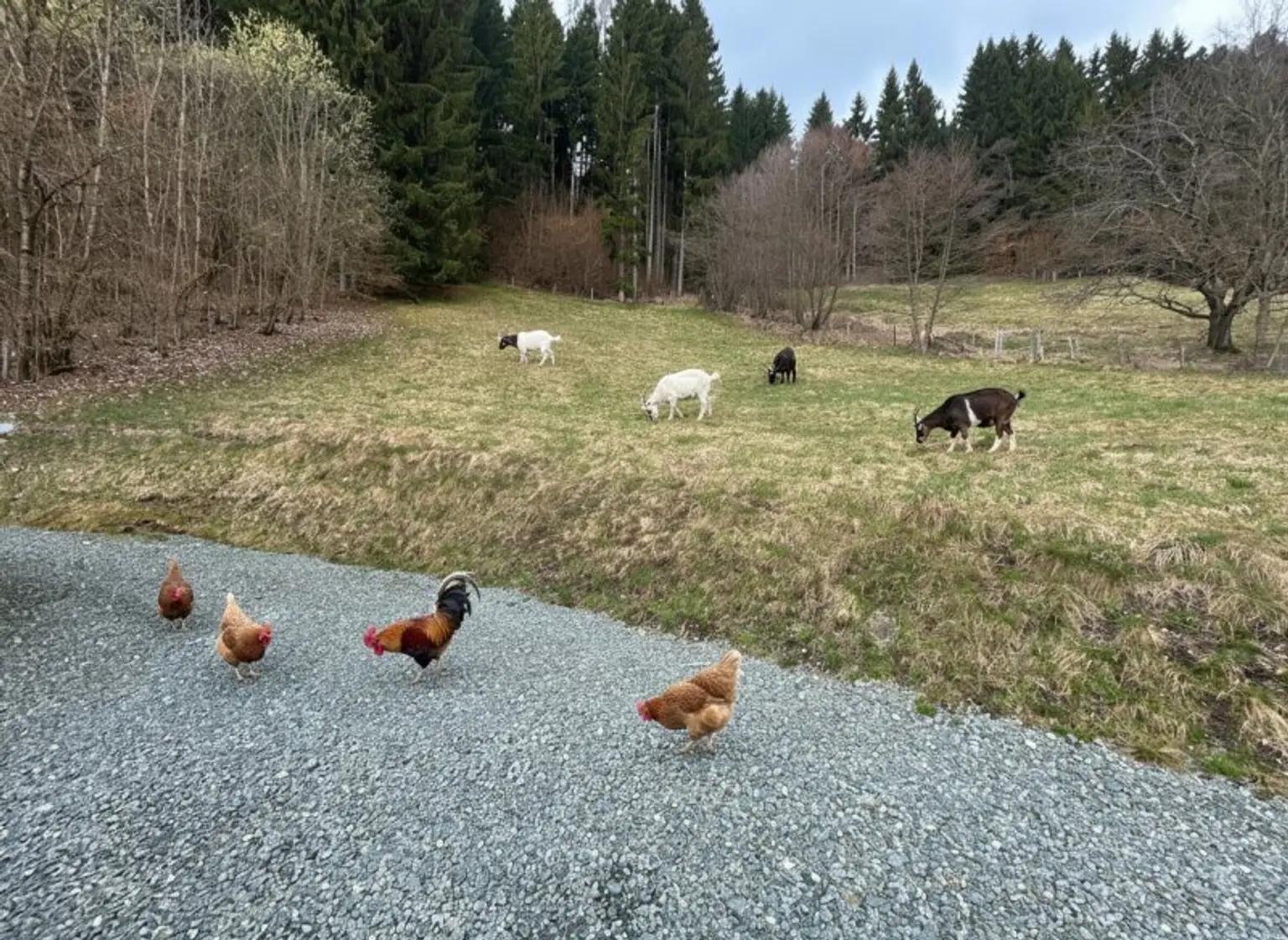 2776 m² Grund + Charmantes Einfamilienhaus im Sonnigen  Himmelberg mit Garten, + Garage & Werkstatt für 199.000 €