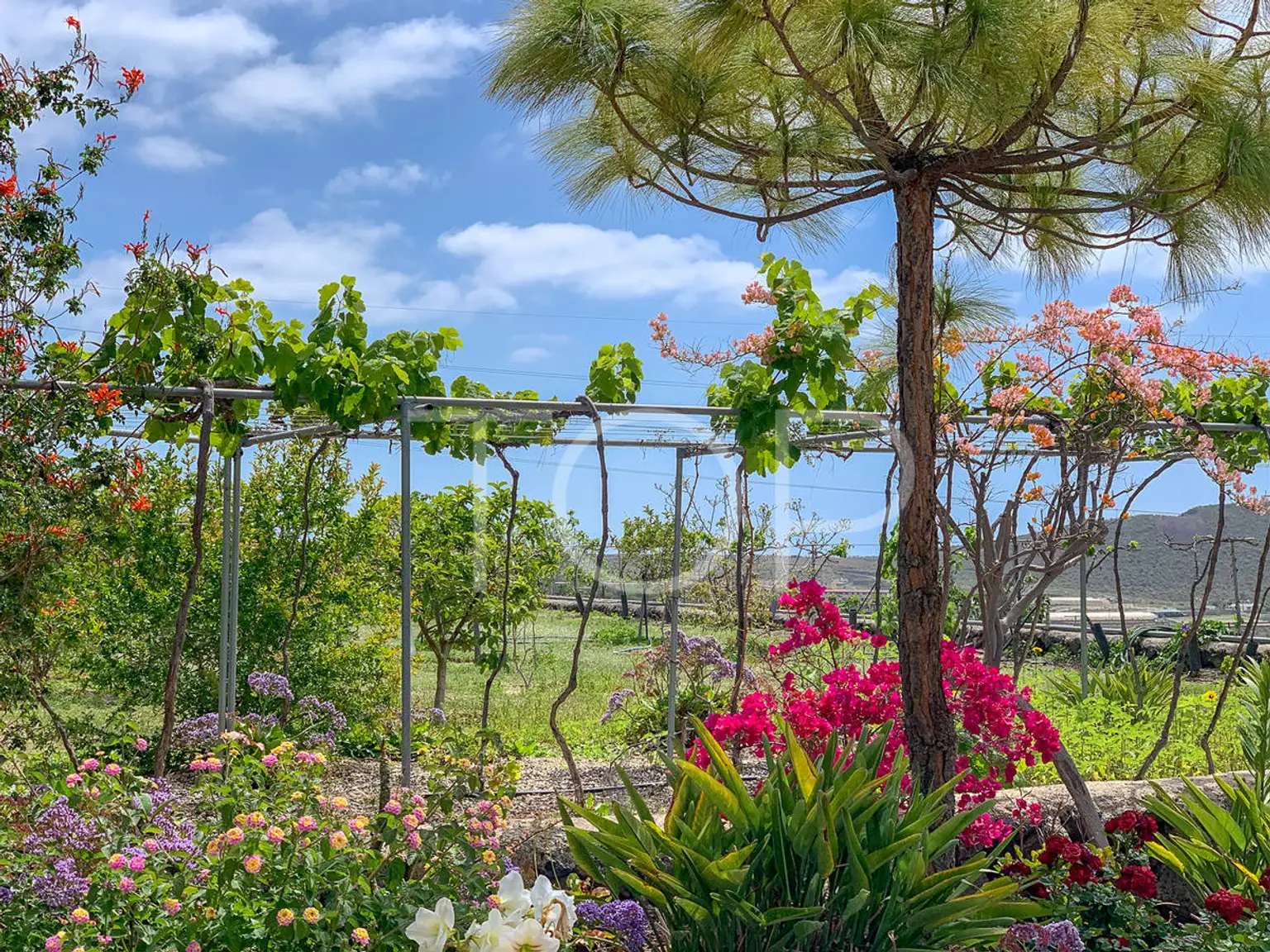 Idílica finca con vistas al mar en venta en San Miguel, Tenerife Sud