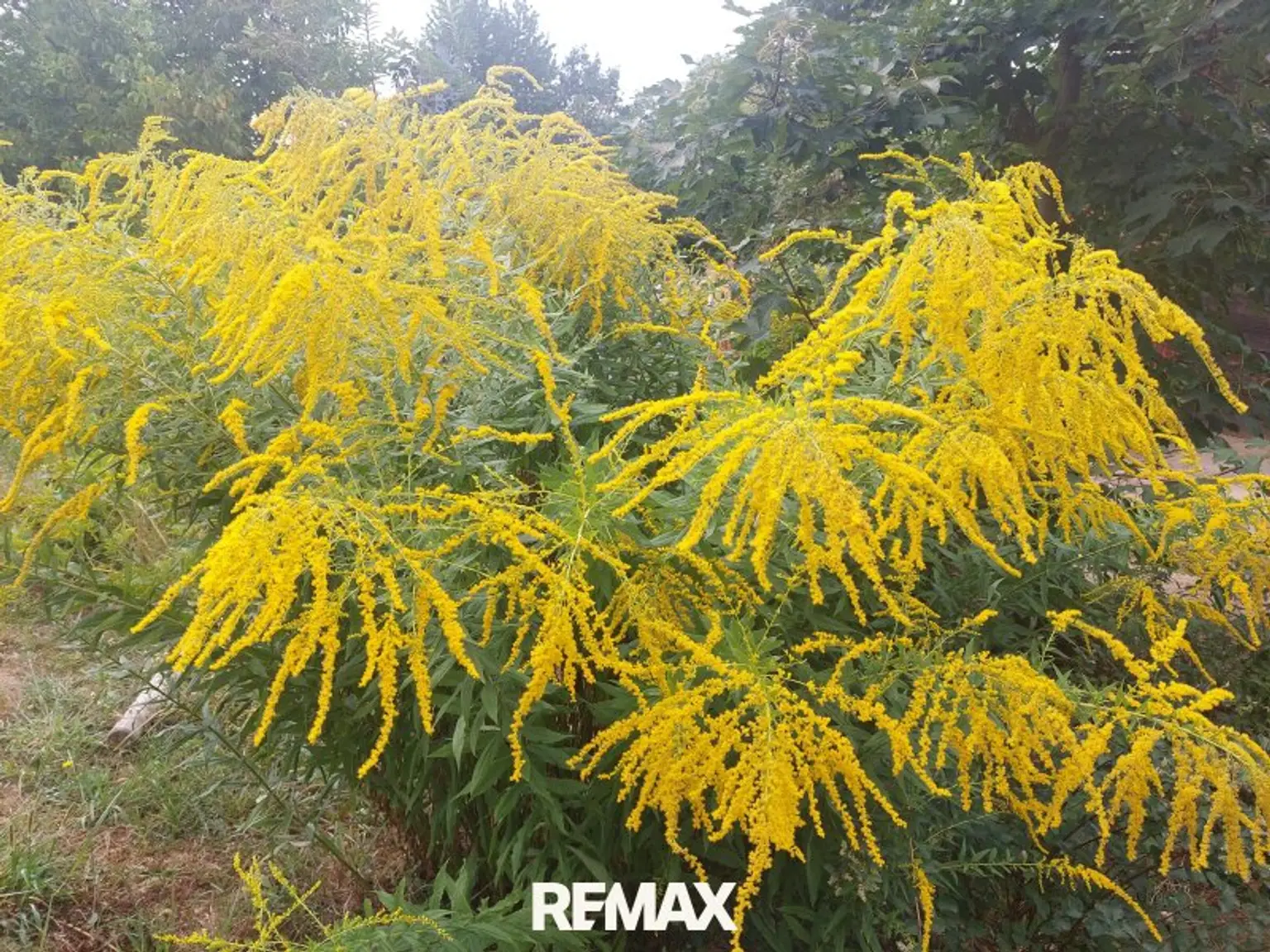 spätsommerliche Blickfänge
