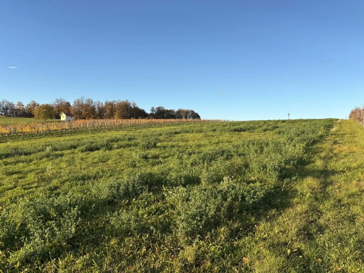 ** LEGENDE IN DER WEINIDYLLE ** D. Ehrensdorf !! Gepflegtes Haus mit ca. 245 m2 Nfl. in gediegener Ortsrandlage - Hauptwohnsitz möglich !!