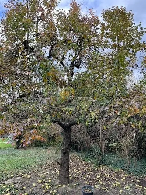 "Lage, Potenzial, neues Familienglück!" Eigengrund mit Altbestand!"