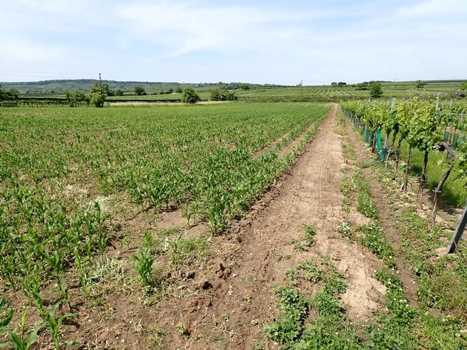 SELTENE GELEGENHEIT: WEINGÄRTEN IN ENGELMANNSBRUNN, FELS AM WAGRAM, RUPPERSTHAL UND THÜRNTHAL - WEINGARTEN, LANDWIRTSCHAFTLICHE FLÄCHE