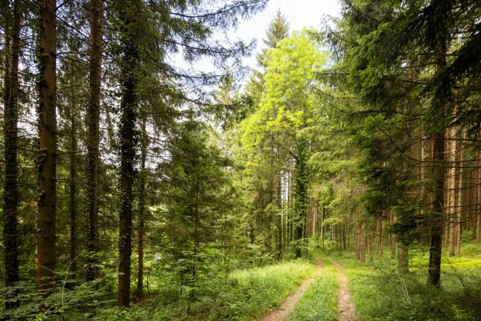 Entlang der Forststraße
