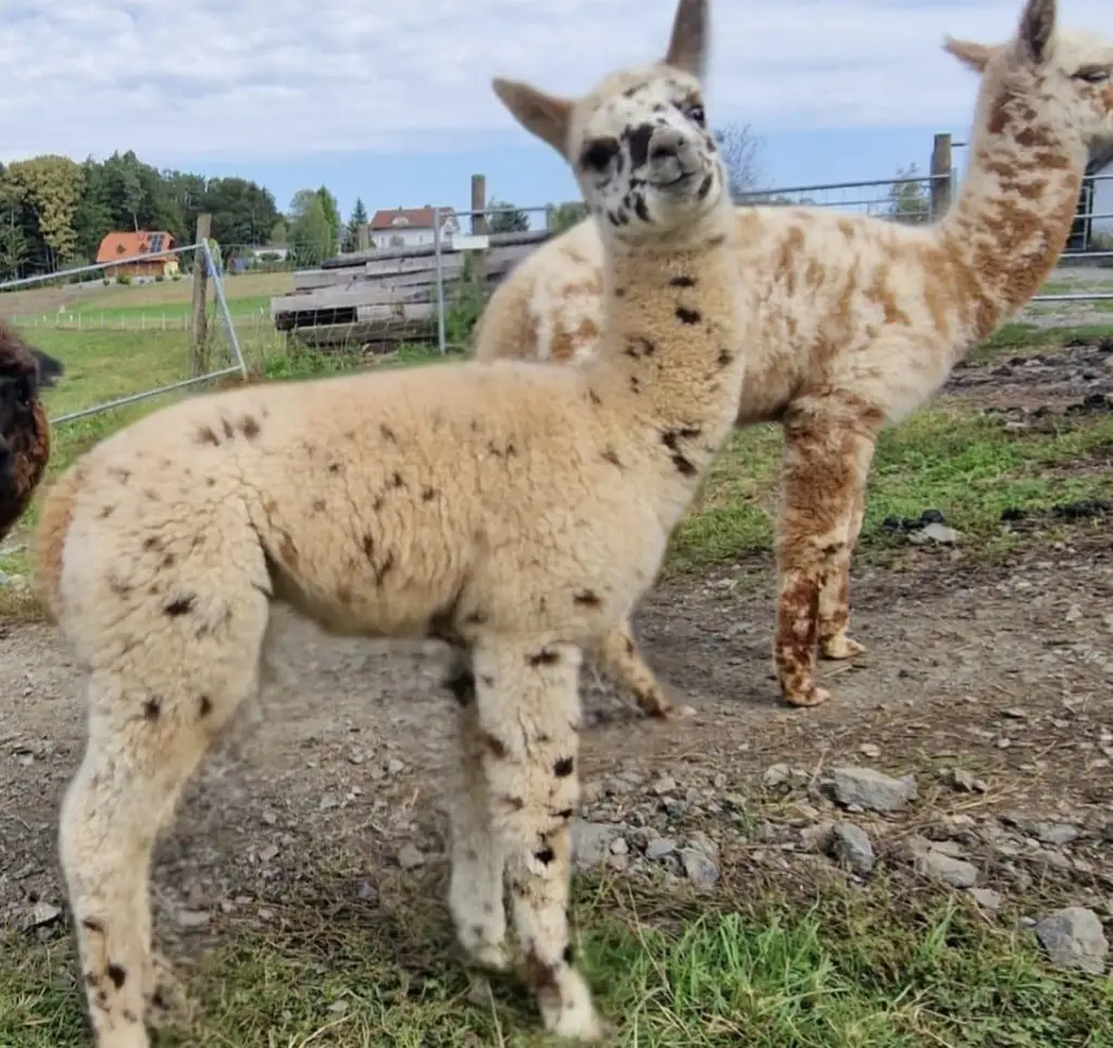 ALPAKAHOF MIT KOMPLETTEM VIEHBESTAND UND ZUBEHÖR ! Rarität! Bauernhof mit ca. 2,7 ha Weide!