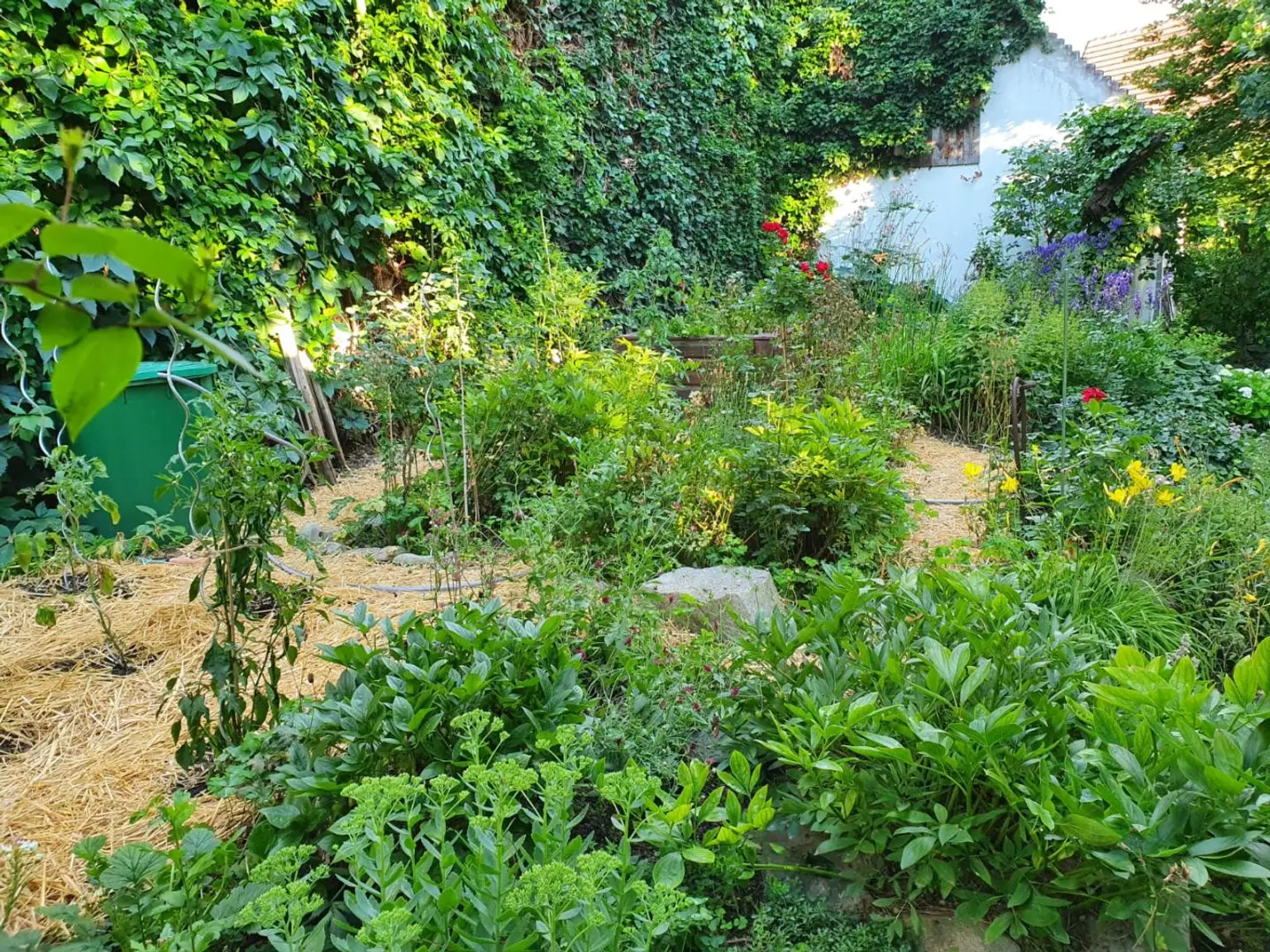 Kräutergarten_Sommer
