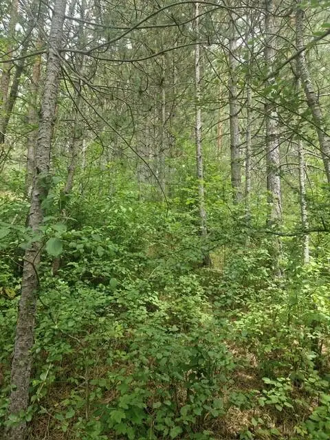 Ihre Liegenschaft mit soviel Wald! Errichten Sie hier Ihr Traumhaus!