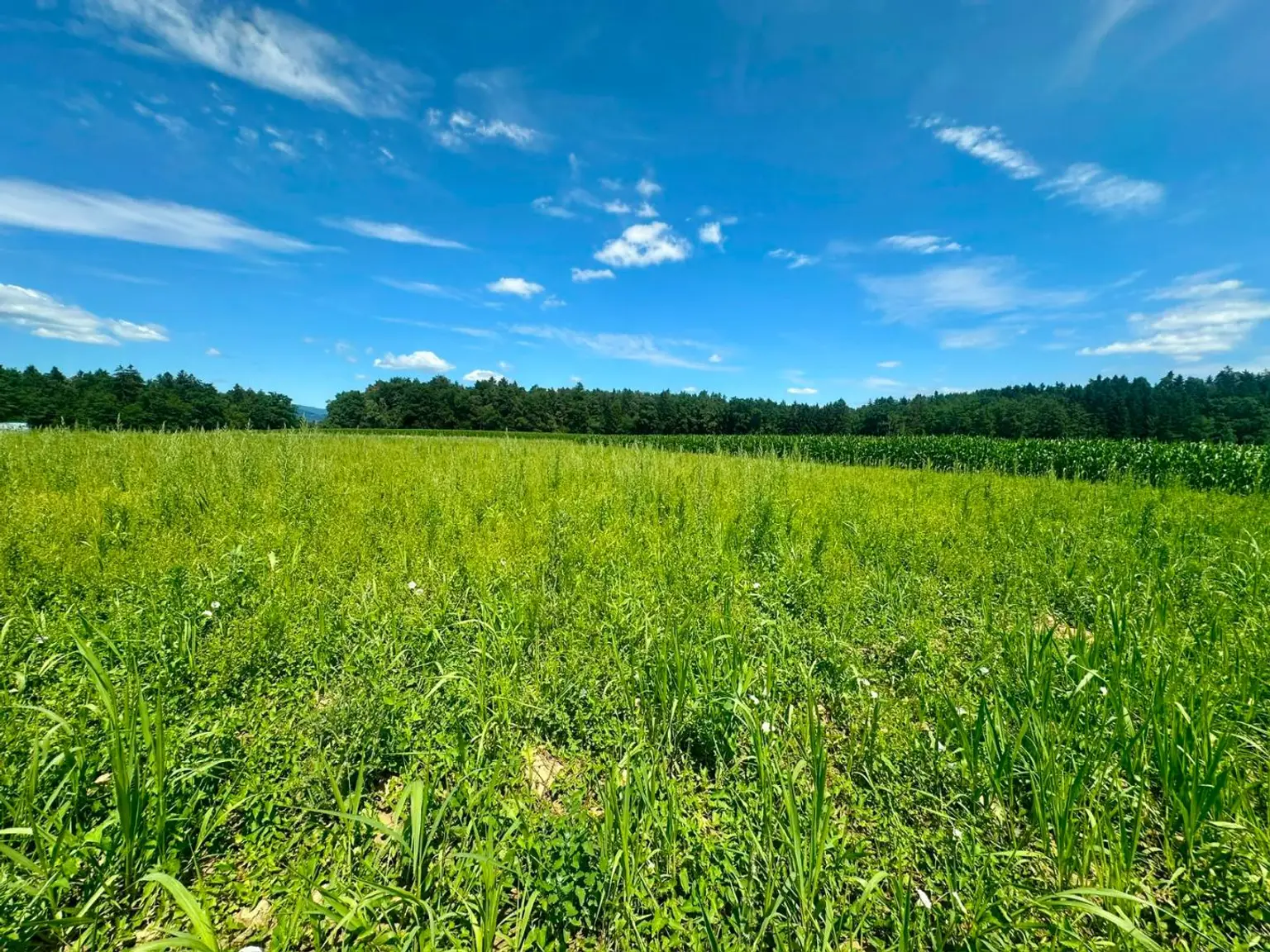 Baugrundstücke Top Lage sonnig und ruhig Gross St