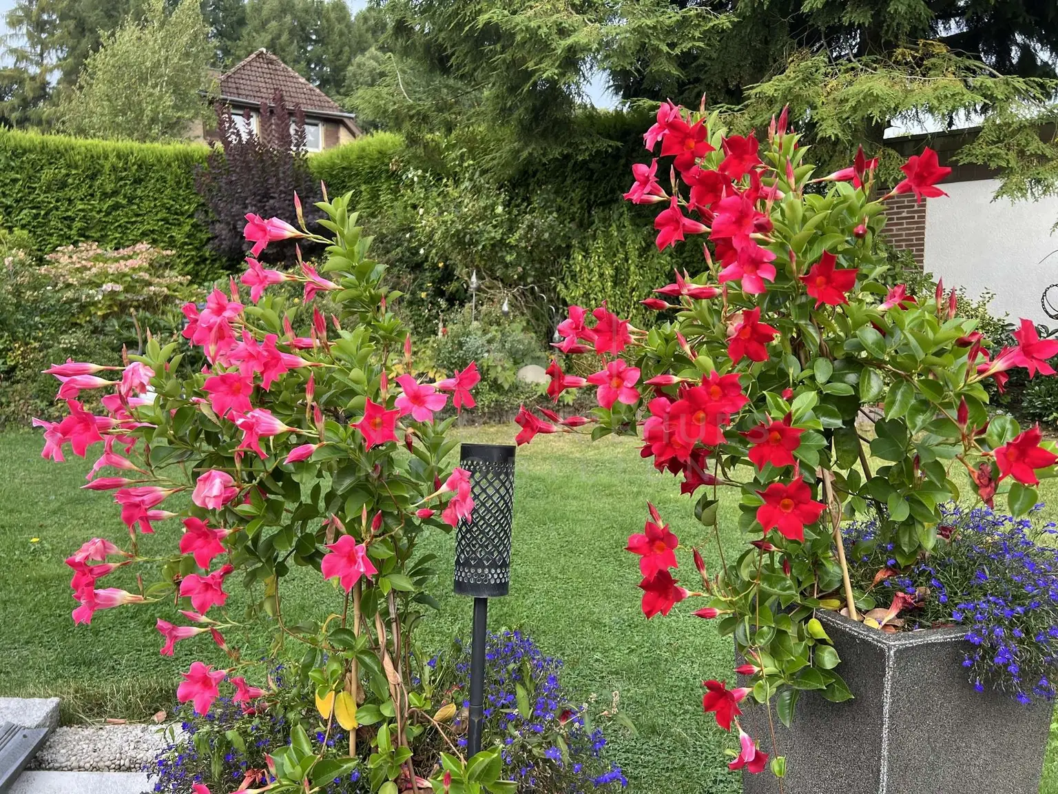 Blick in den Garten