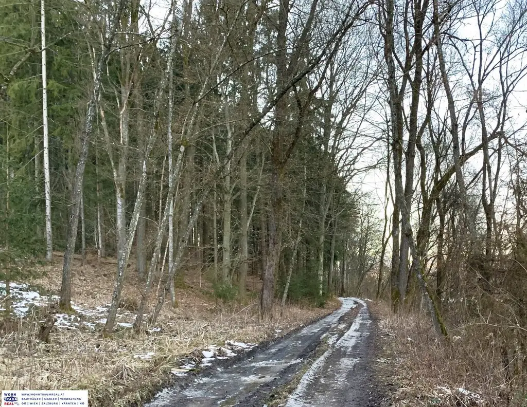 Waldgrundstück (4,26 ha) in Weitendorf zu verkaufen