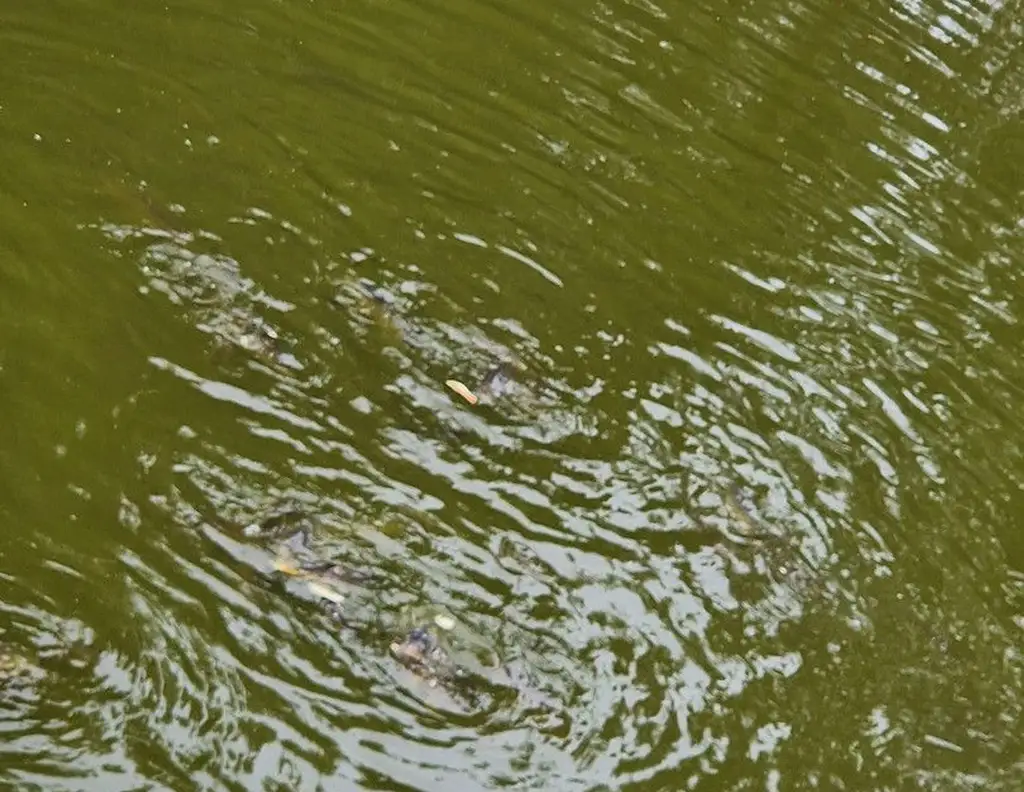 Freizeitgund mit Wald Wiese und fischteich