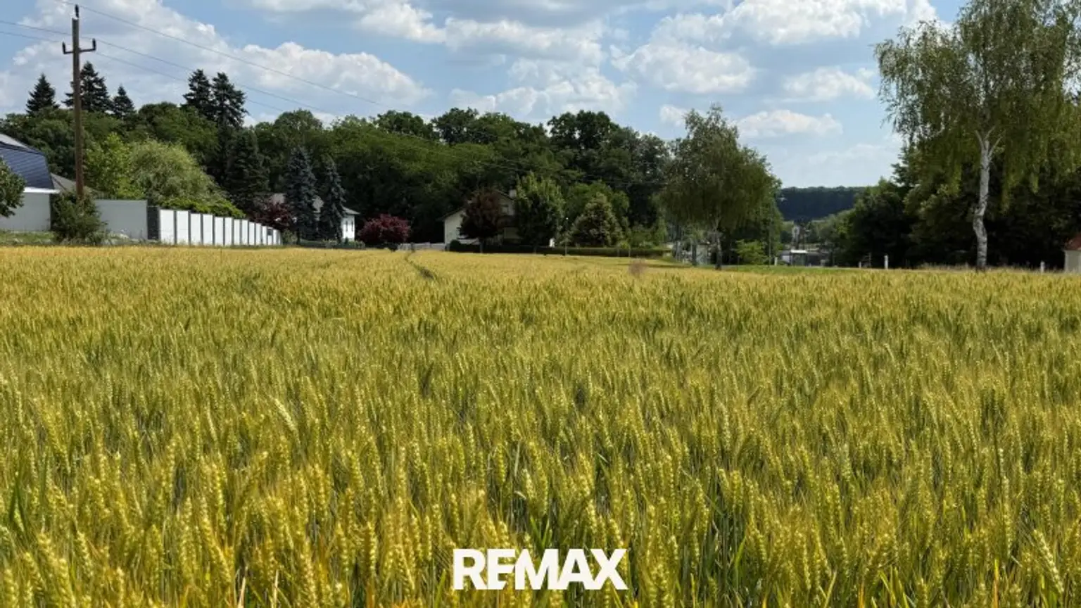 Kornfeld