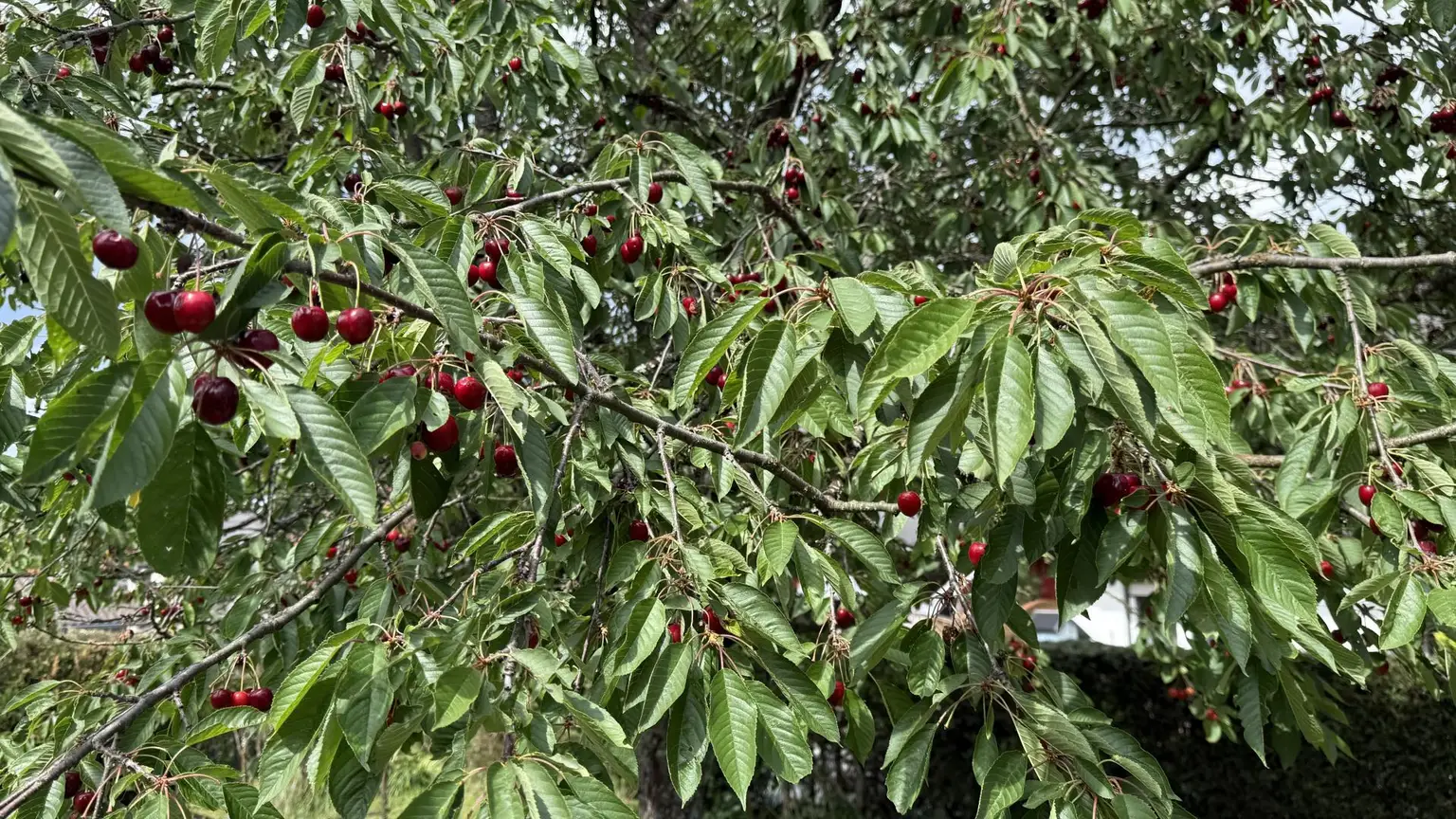 Kirchbaum