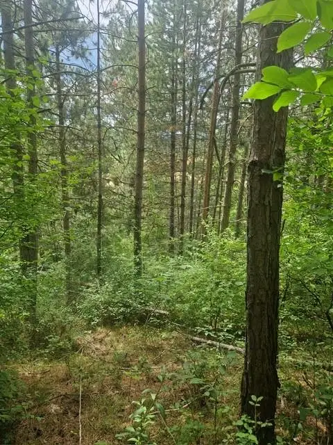 Ihre Liegenschaft mit soviel Wald! Errichten Sie hier Ihr Traumhaus!