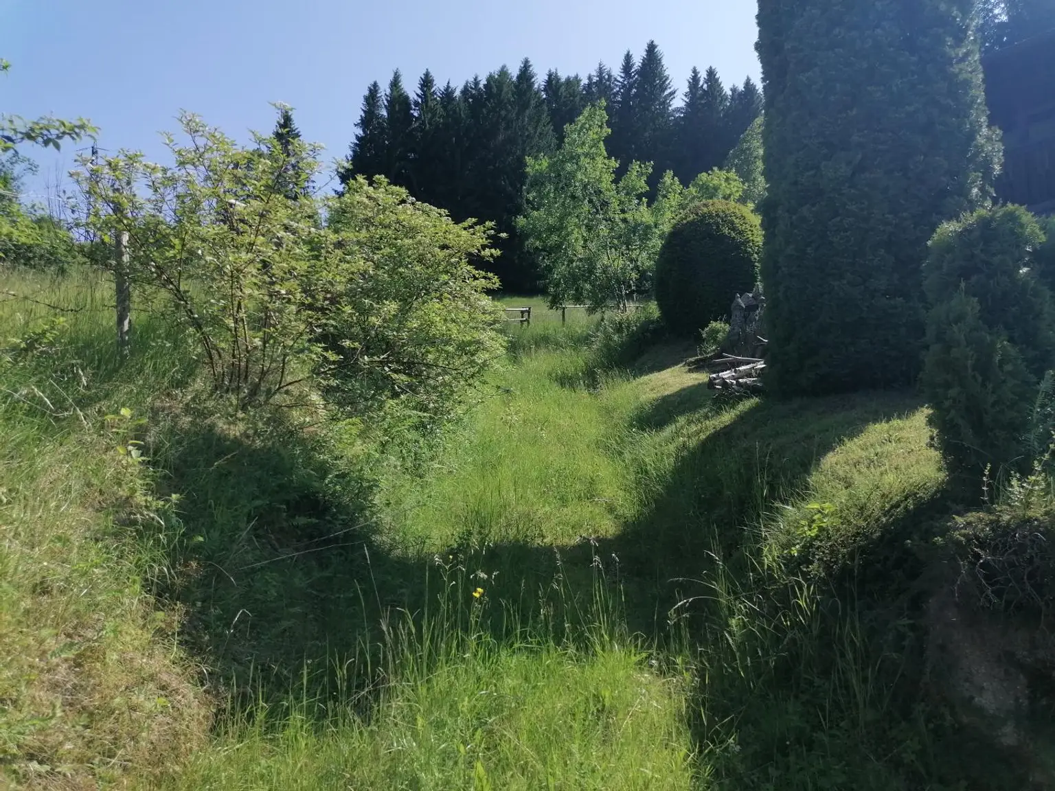 Wald in Steinhaus