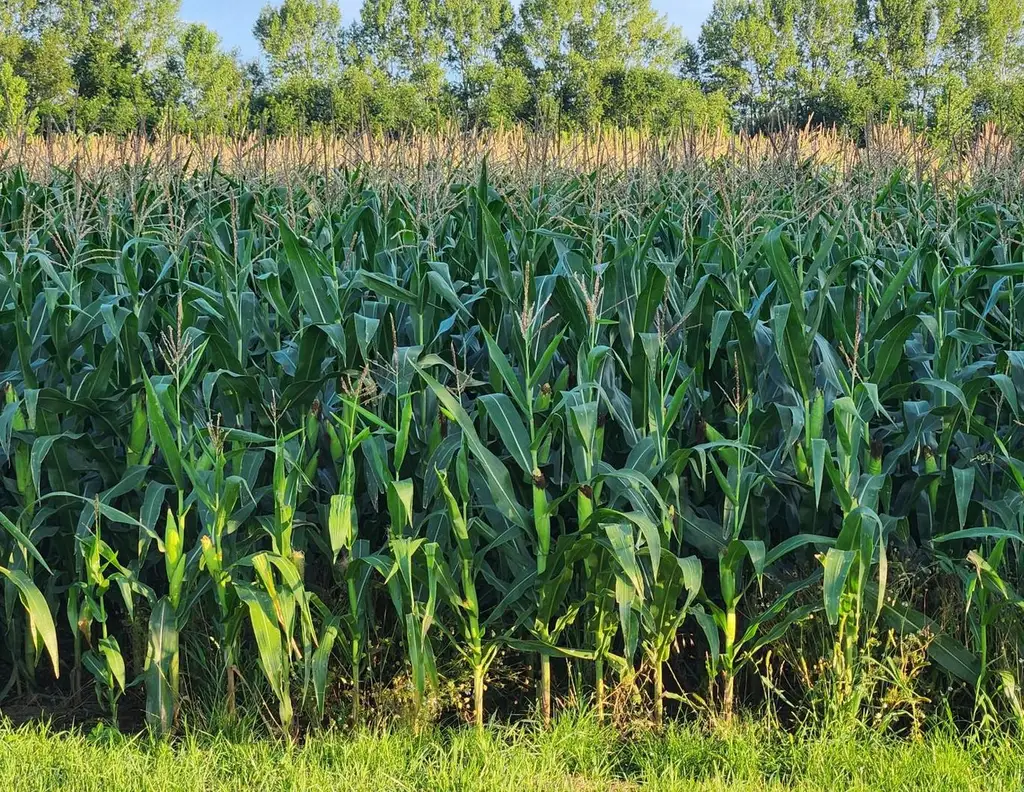EINE SELTENE GELEGENHEIT AUF EINE KLEINE ACKERFLÄCHE IN FREUNDORF - ZUSAMMENHÄNGENDE LANDWIRTSCHAFTLICHE FLÄCHE