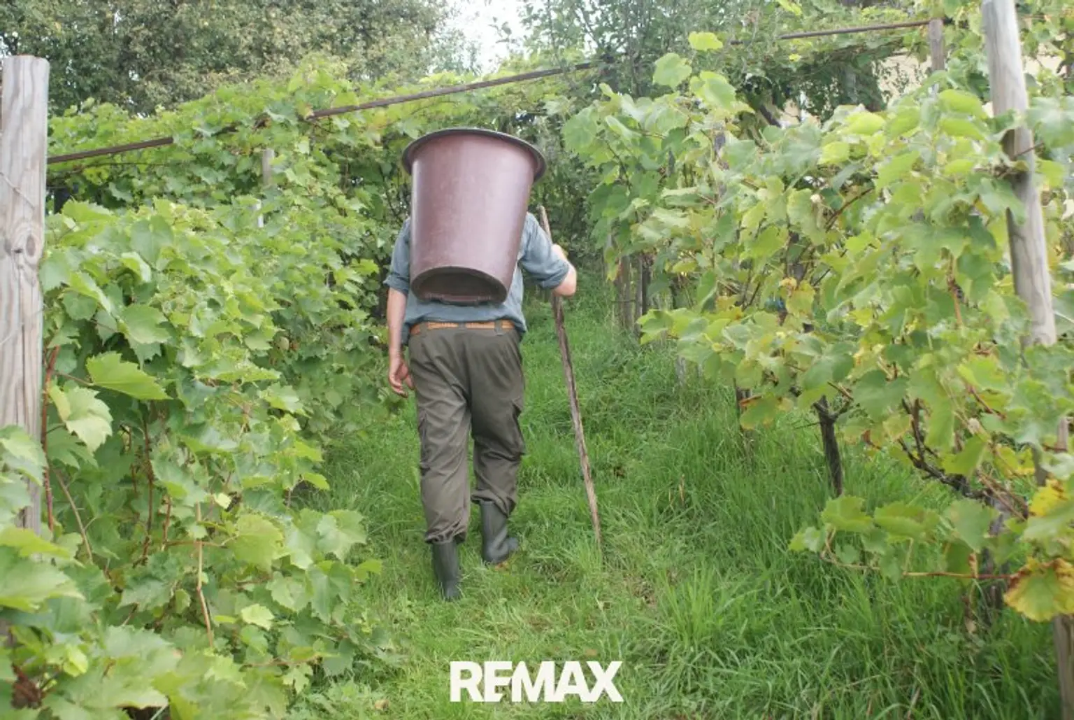 Weinlese
