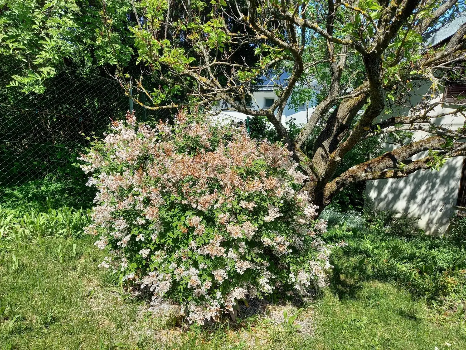 Garten Bild 3