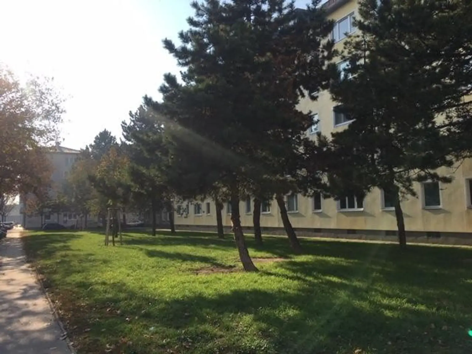 grün vor dem Fenster