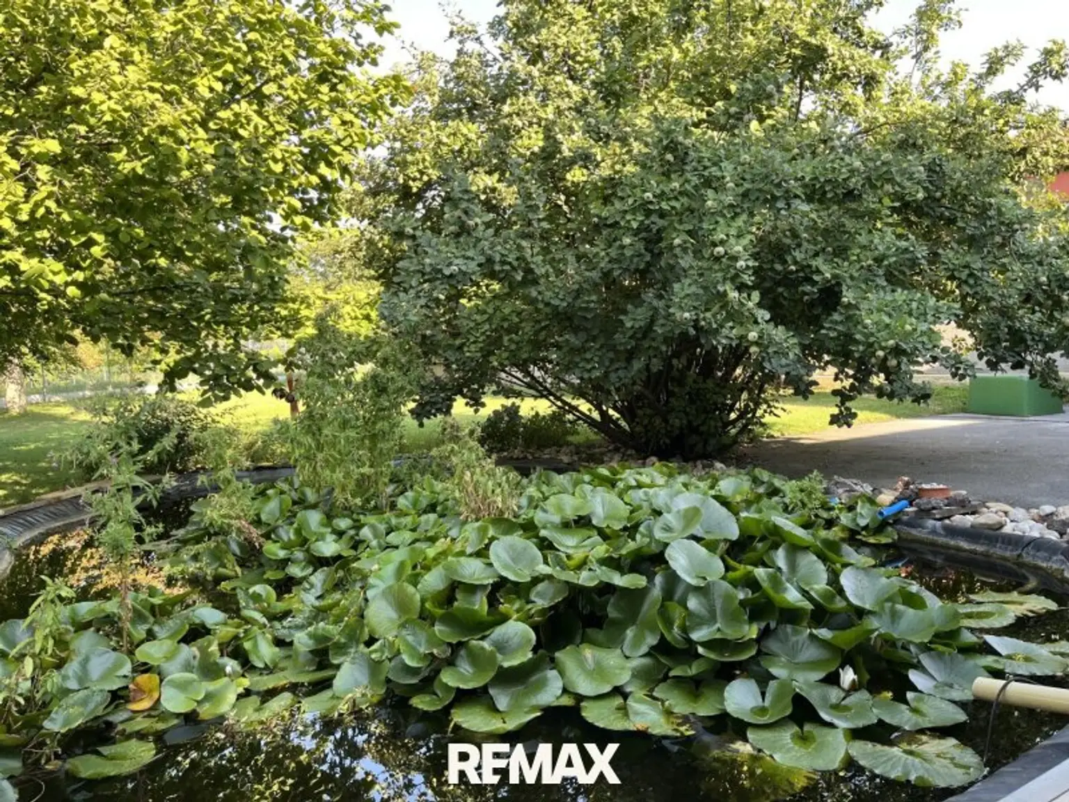 Teich mit Seerosen