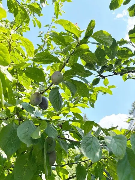 GARTENPARADIES MIT EINFAMILIENHAUS-FLAIR!