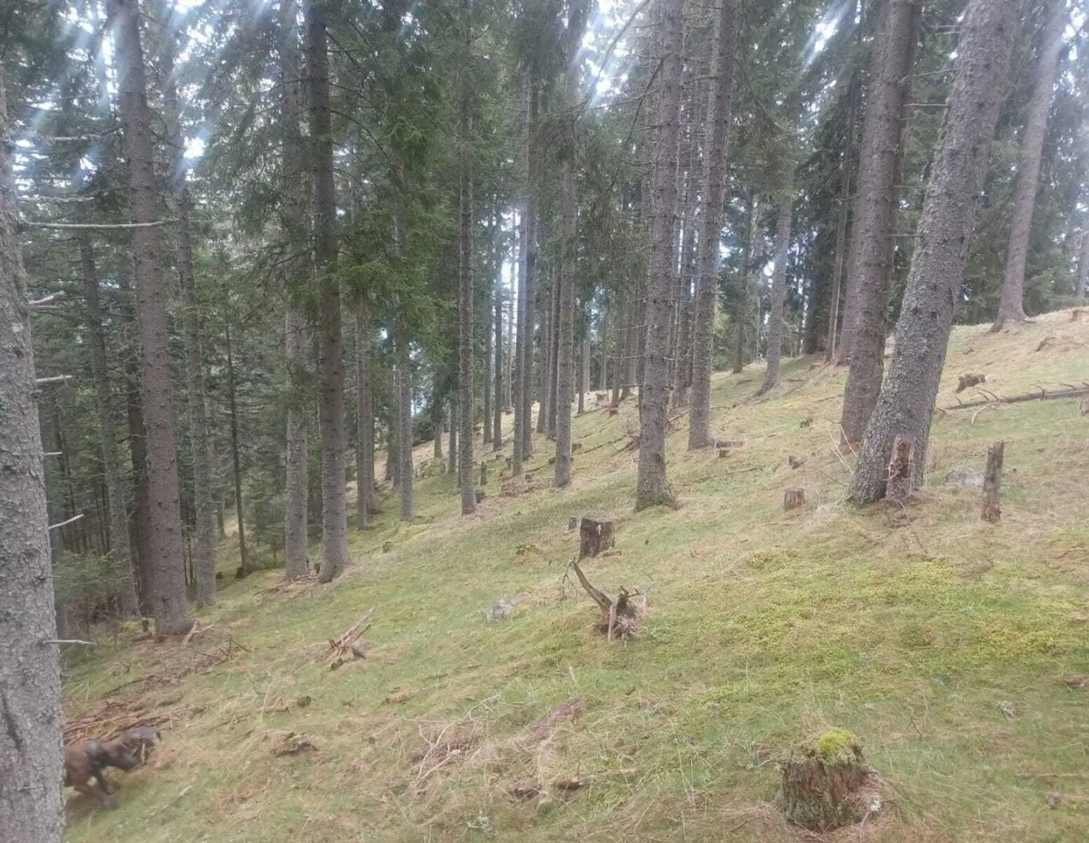 Waldgrundstück zu verkaufen!
