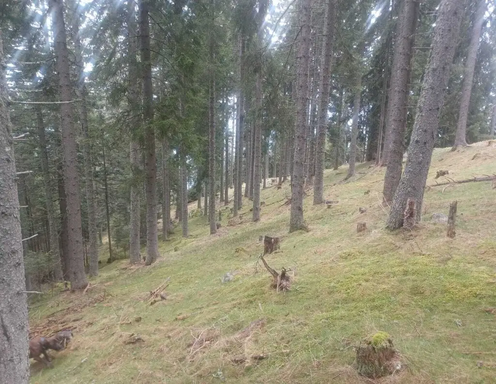 Waldgrundstück zu verkaufen!