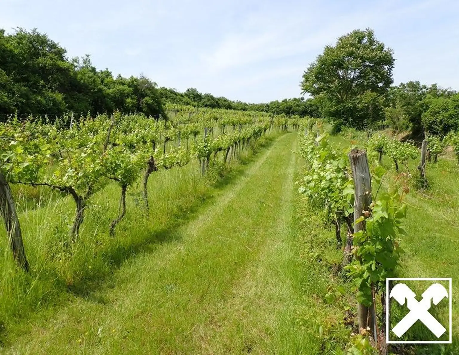 SELTENE GELEGENHEIT: WEINGÄRTEN IN ENGELMANNSBRUNN, FELS AM WAGRAM, RUPPERSTHAL UND THÜRNTHAL - WEINGARTEN, LANDWIRTSCHAFTLICHE FLÄCHE