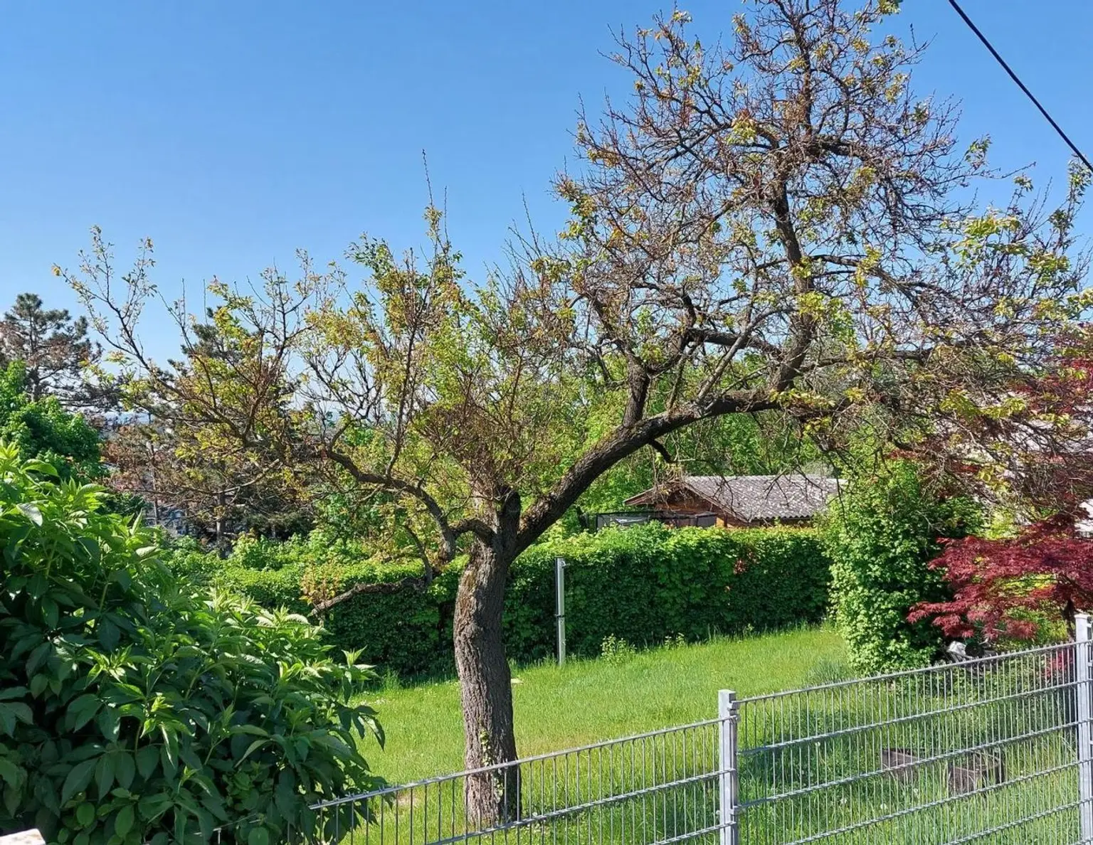 Sonnige Kleingartenparzelle am begehrten Schafberg mit Wienblick in 1170 Wien Widmung ganzjähriges Wohnen