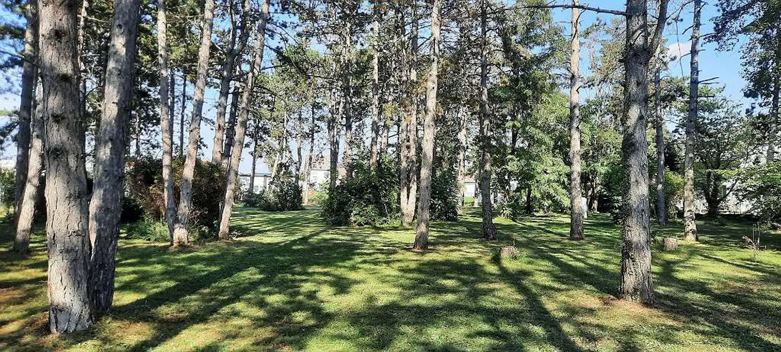 Grundstück mit Altbaumbestand